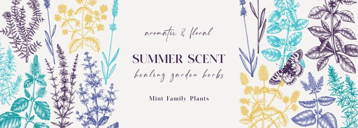 Mints on a chalkboard. Hand sketched medicinal herbs banner design. Vector mint plants sketches. Vintage summer flowers template. Botanical background with floral elements in engraved style.